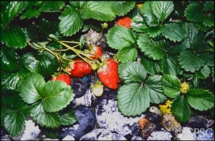 Erdbeeren, "Feuerstein".