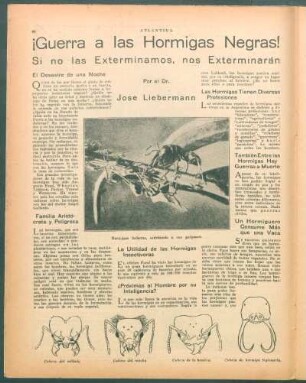 ¡Guerra a las hormigas negras! : Si no las exterminamos, nos exterminarán