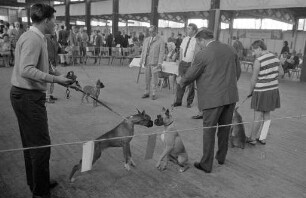 Zuchtschau deutscher Boxer, veranstaltet von der Gruppe Karlsruhe des Boxerclubs e.V.