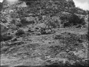 Vegetation am Salt River : Landschaft mit Strauch- und Kakteen-Vegetation in Arizona am Salt River östlich von Phoenix