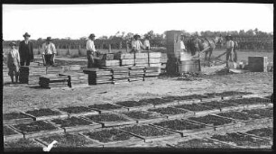 Mildura, Australien. Drying Raisins