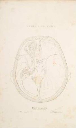 Capitis sectio horizontalis. Situs nervorum cerebri in basi cranii, nervus recurrens primi rami quinti paris, stratum primum nervorum orbitae atque cavitatis cranii mediae (Lineartafel)