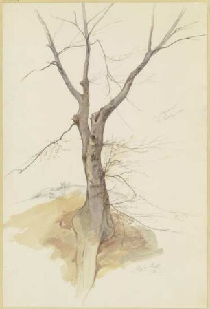 Kahler Baum