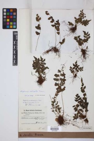 Asplenium christii Hieron.