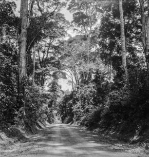 Allee : Straße durch einen Hochwald