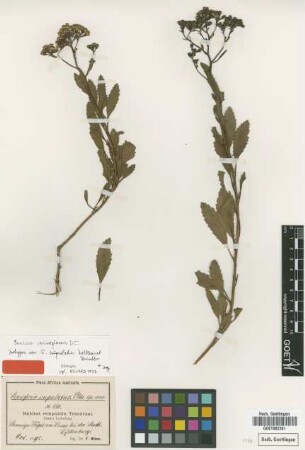 Senecio cupulatus Volkens & Muschl. [isotype]