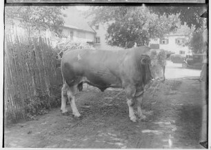 Landwirtschaftskammer Sigmaringen 1934 - Tieraufnahmen Stier