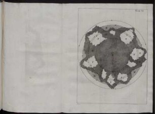 Tavola VII.
