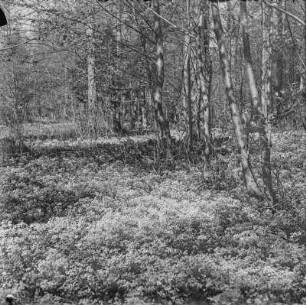 Echte Brunnenkresse : Echte Brunnenkresse (Nasturtium officinale W. T. Aiton).
