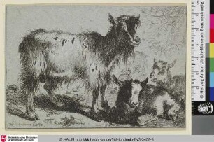 [Stehende Ziege mit zwei liegenden kleinen Ziege]