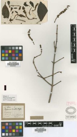 Spachea tenuifolia Griseb. [holotype]