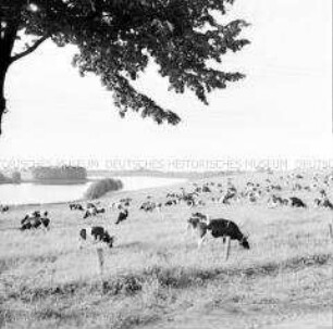Seenlandschaft beim FDGB-Ferienheim "Freundschaft" in Feldberg (Mecklenburg)