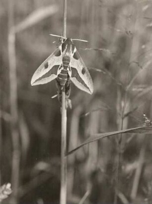 Wolfsmilchschwärmer (Deilephila euphorbiae L.). Falter