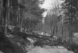 Schwere Schäden an den Baumbeständen im Albtal, verursacht durch starken Schneefall.