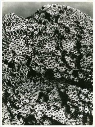 Tubipora purpurea Dana, Alcyonaria, Orgelkoralle, Rotes Meer