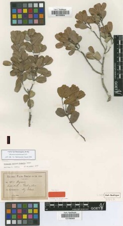 Reynosia septentrionalis Urb. [syntype]