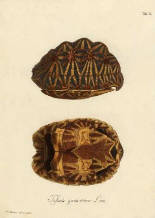 Tab X. Testudo geometrica Linn