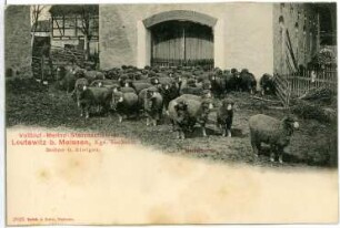 Leutewitz. Stammschäferei