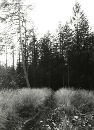 Oberlausitzer Heide-und Teichgebiet. Grenzbereich d. (Klösterlich-Neudorfer) Moores zum St. Mariensterner Klosterforst mit absterbenden Waldbeständen (Folge von schwefelsäurehaltigen Abwässern der Braunkohlengrube Clara III bei Zeißholz im Vinzenzbach)