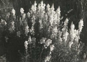 Echtes Leinkraut (Linaria vulgaris)