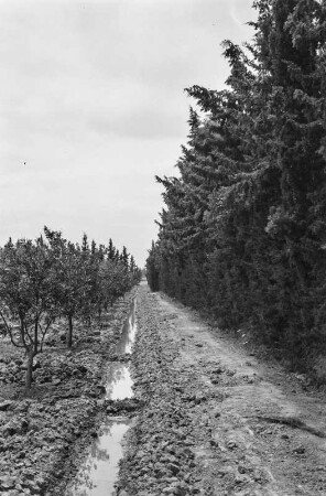 Orangenplantage : Bewässerungsgraben einer Orangenplantage, dahinter der Windschutz.