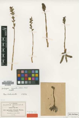 Spiranthes pringlei S.Watson var. Greenm. minor[isotype]