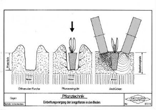 Pflanztechnik Einbettungsvorgang der Jungpflanze in den Boden