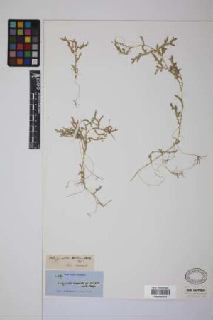 Selaginella plumosa (L.) C.Presl
