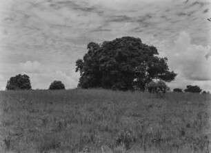 Savanne : Büsche und Bäume in der Savanne Tansanias