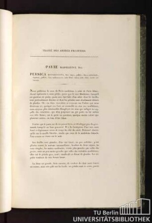 Traité des arbres fruitiers. Pavie madeleine. Duh. Persica heteroclita, flore magno, pallido ; fructu subrotundo, depresso, pallido, hinc sublutescente, inde dilutè rubro; carne durâ, nucleo adhaerente.