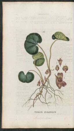 56. Asarum europaeum