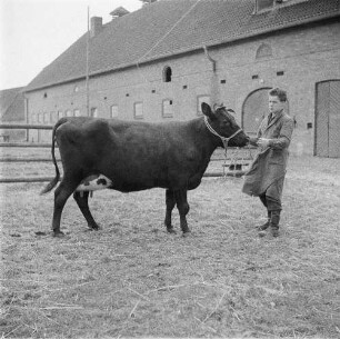 Institut für Tierzuchtforschung Dummerstorf. Erste Rückkreuzung aus Jersey und Schwarzbunt. Milchkuh