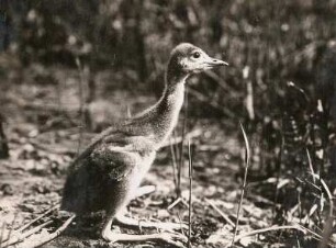 Kranich (Grus grus), auch Grauer Kranich oder Eurasischer Kranich, drei Wochen alter Jungvogel in Gefangenschaft, in Bützow