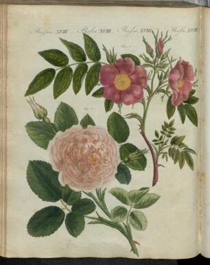 No. 90. Rosen. XVIII. Rosen-Arten.