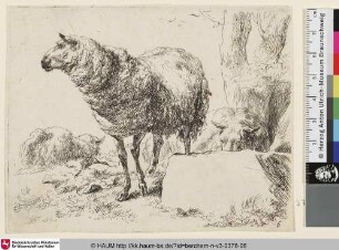 [Ein stehendes und ein liegendes Schaf; The Set of the Sheep, 6; Un mouton dont la tête est vue de profil [...] un autre mouton est couché au pied dun arbre]