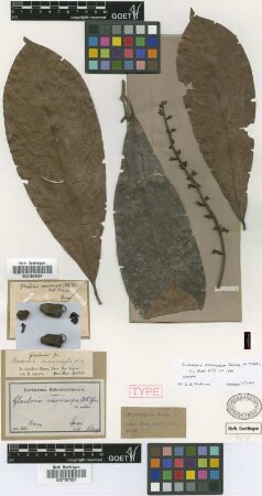 Burdachia macrocarpa Benth. ex Griseb.