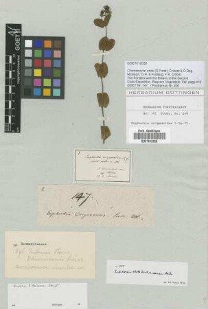Euphorbia atoto G.Forst.