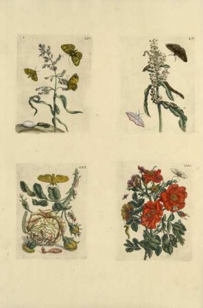 LIV - LVII