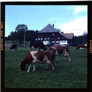 Viehwirtschaft im Schwarzwald