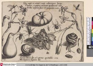 [Insekten, Pflanzen und Früchte mit zwei Schnecken]