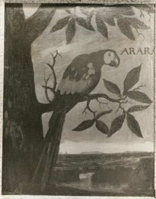 ARARA Roter Ara (Arakanga-Ara macao - Psittacus macao)