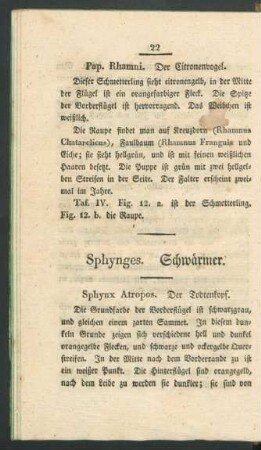 Sphynges. Schwaermer.