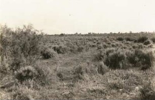 Ile de la Camargue. Landschaft bei Les Saintes- Maries