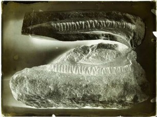 Mastodonsaurus