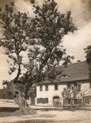 Oschatz, Steinweg. Alter Maulbeerbaum (Morus)