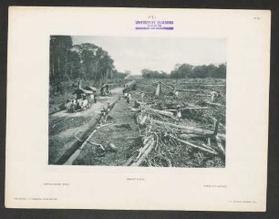 Geschlagener Wald.