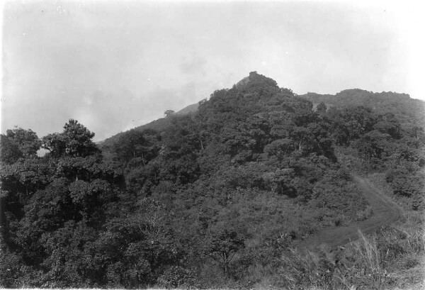 Mountain forest