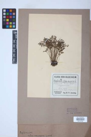 Asplenium ruta-muraria L.