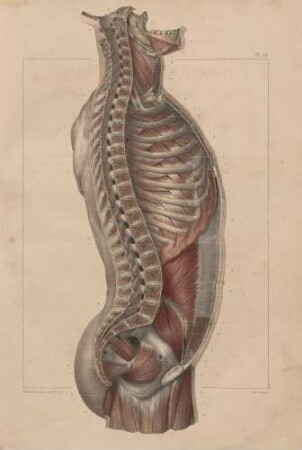 Der Torso im vertikalen Schnitt