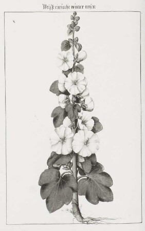 Weisse einfache winter rosen, Seite 172